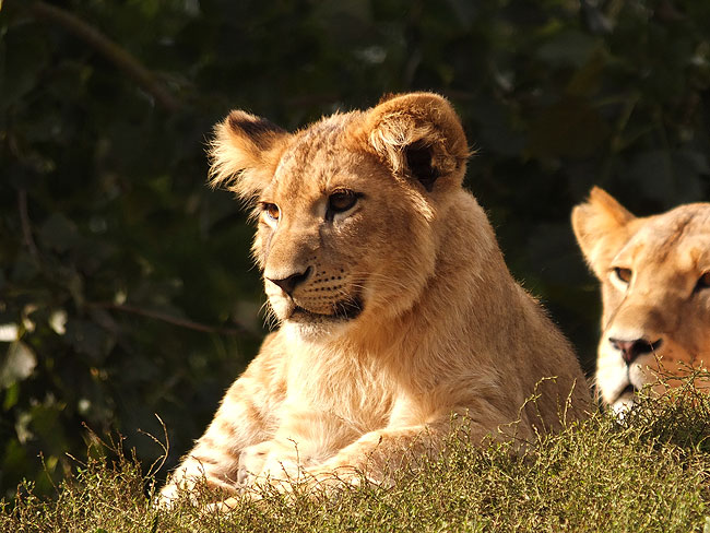 image/odense_zoo-1998.jpg