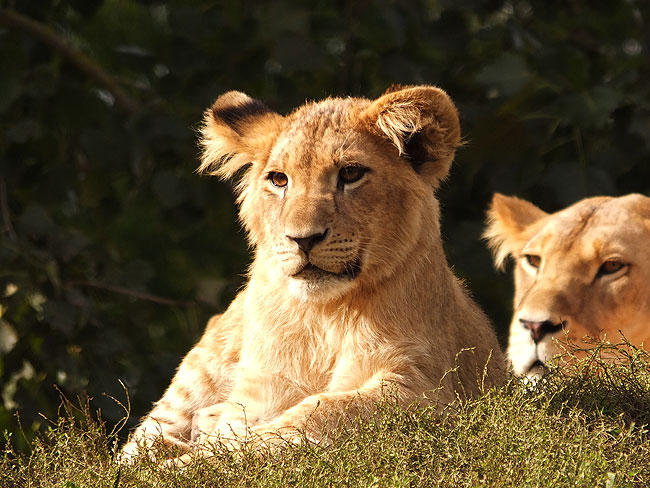 image/odense_zoo-1999.jpg