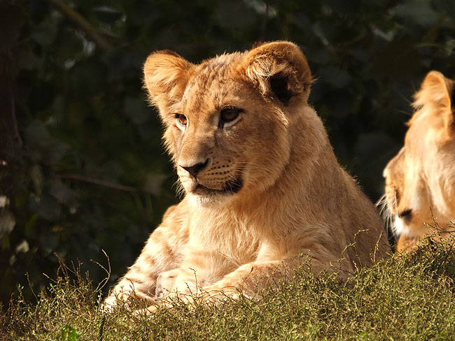 image/odense_zoo-2001.jpg