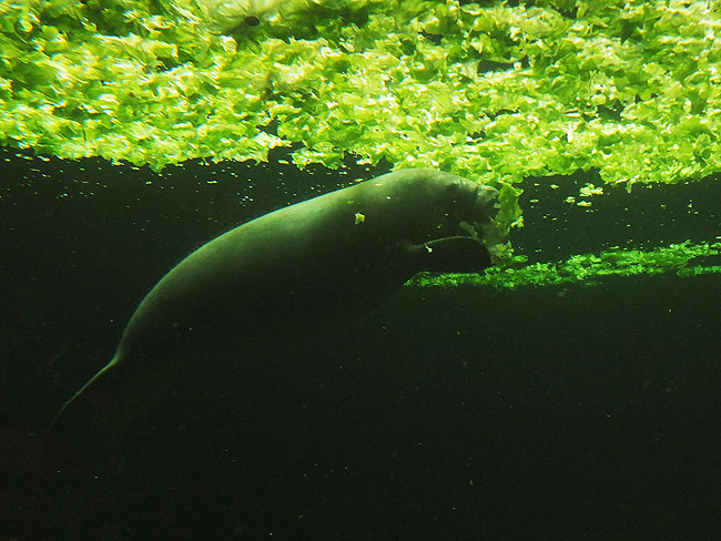 image/odense_zoo-2110.jpg