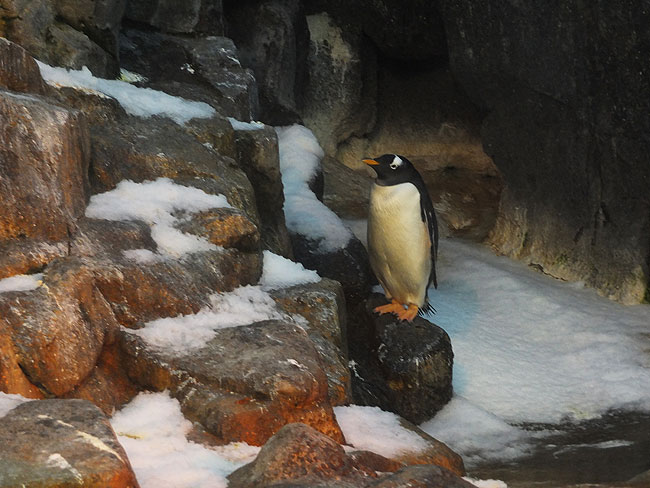 image/odense_zoo-2186.jpg