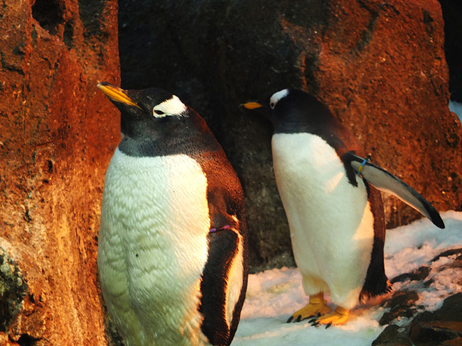 image/odense_zoo-2187.jpg