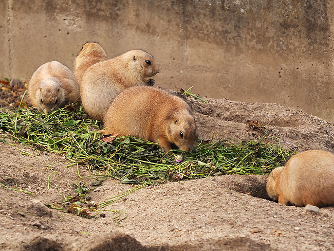 image/odense_zoo-2189.jpg