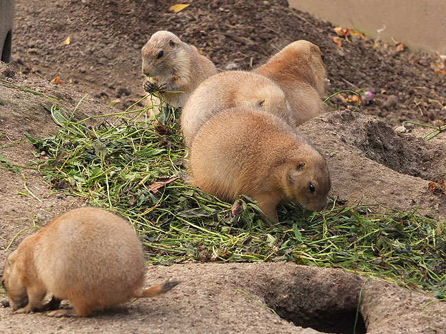 image/odense_zoo-2190.jpg