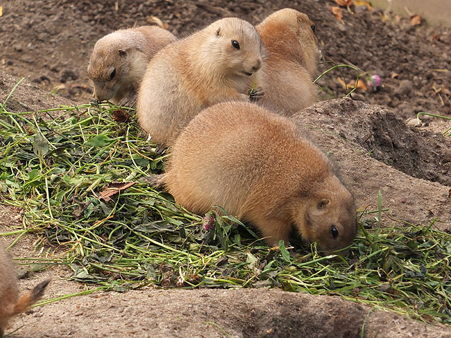 image/odense_zoo-2191.jpg