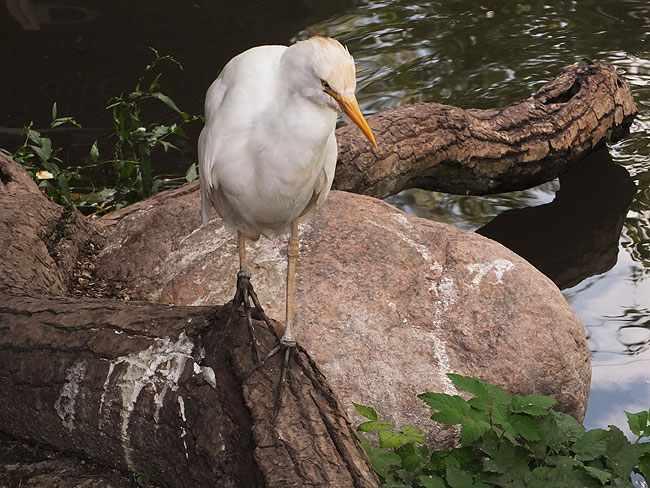 image/odense_zoo-2206.jpg