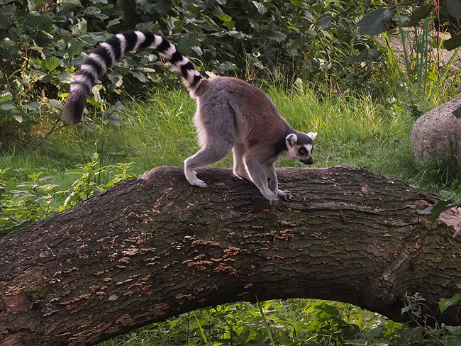 image/odense_zoo-2213.jpg